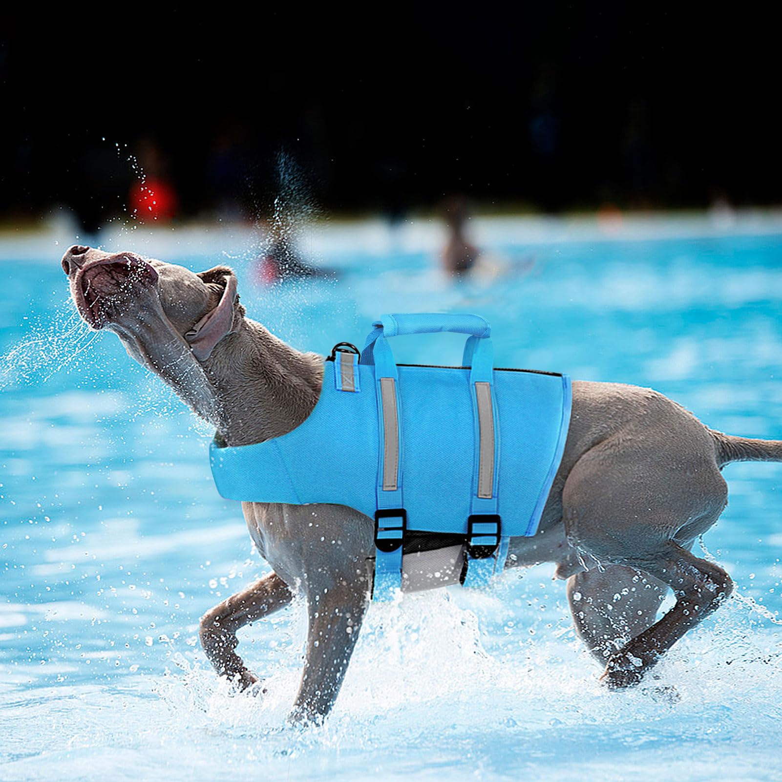 Queenmore Large Dog Swimming Life Jacket With Back Zip, Rescue Handle, Hook (Blue L)